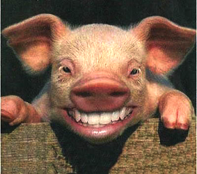 Cerdo político