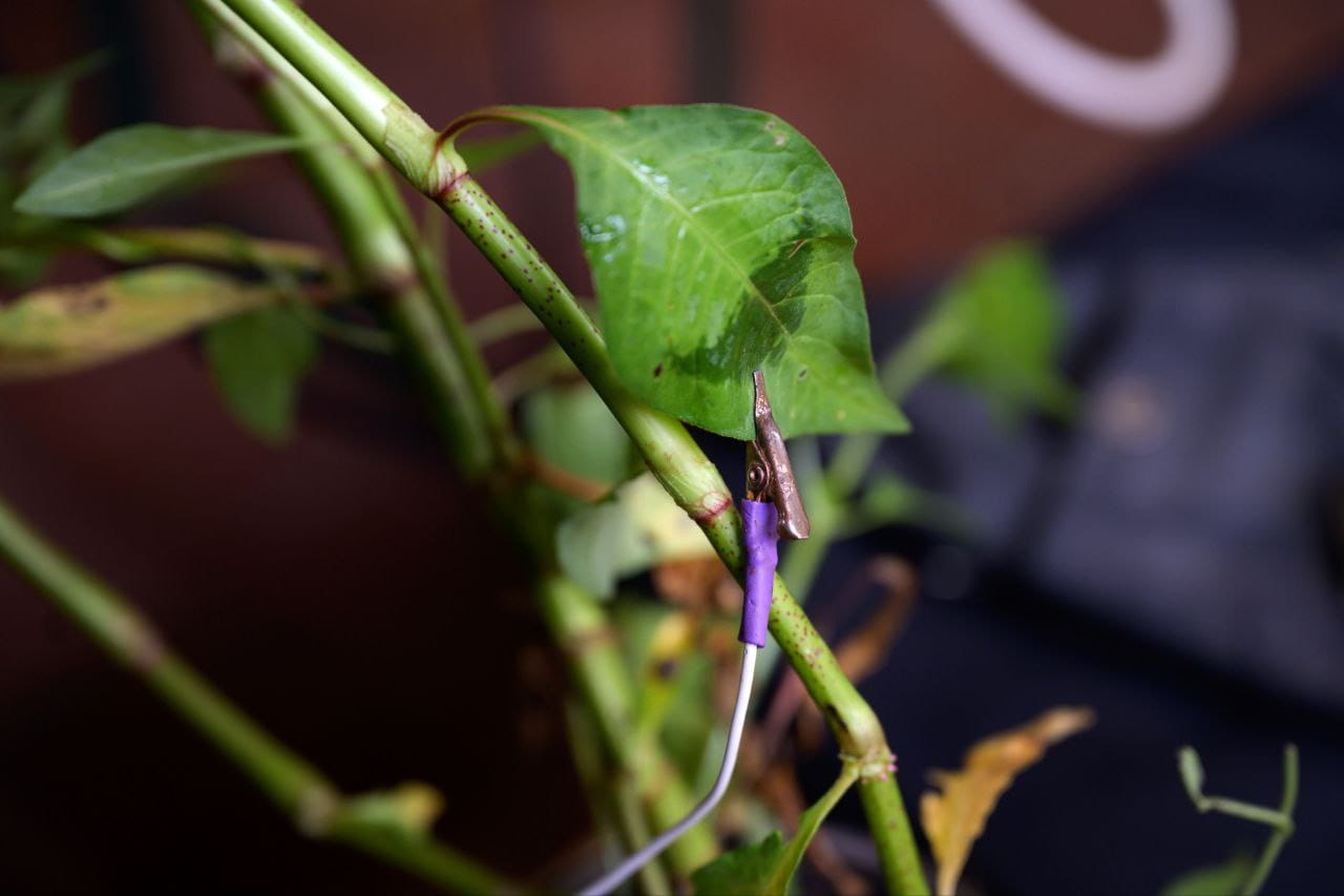 Sonificación de datos en Reaper